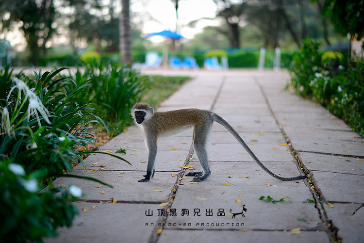馬賽馬拉不是一個國家公園