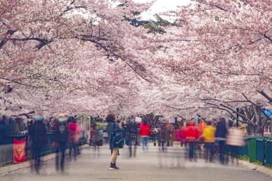 【B線國色齊魯 粉櫻青島雙飛6日】八大關·中山公園·大明湖·趵突泉·泰山·孔府孔廟·5A岱廟·蓬萊閣