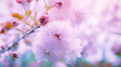 【T1線：萬千花海-醉美蘇北】<南京揚(yáng)州泰州興化無錫、瘦西湖、黿頭渚賞櫻雙飛6天賞花游>