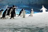 【中山珠海3天】<無限次泳池、逢管水鄉、清暉園珠海長隆海洋王國、穿越深中通道、港珠澳大橋-望橋驛站>