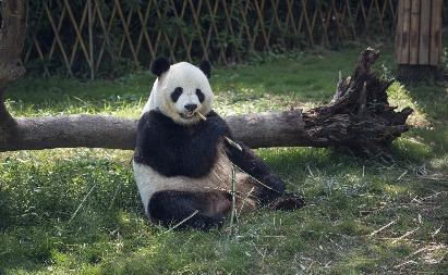 【廣州長隆2天】< 動感愛美的人百萬葵園賞花 歡樂世界/野生動物園>